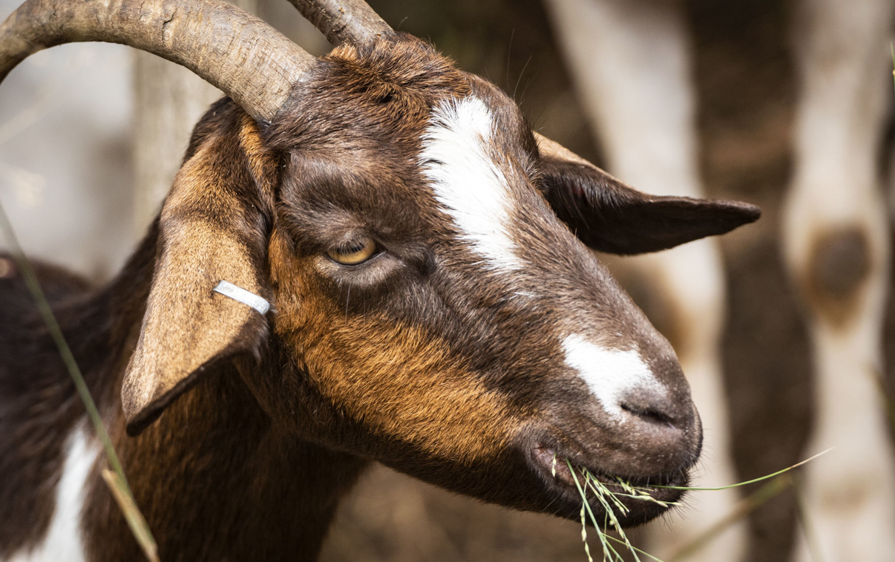 Goats